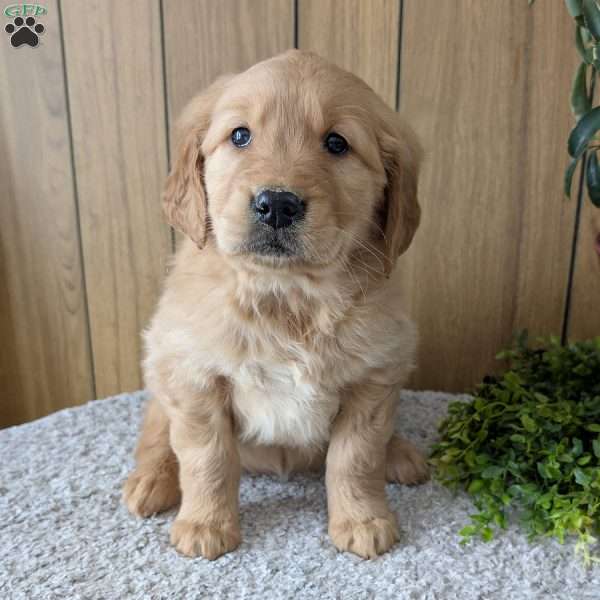 Sweet Pea, Golden Retriever Puppy